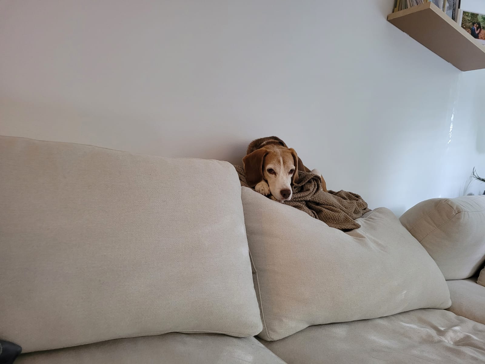 [해외입양] 캐나다 밴쿠버에서 가족을 만난 '미나'