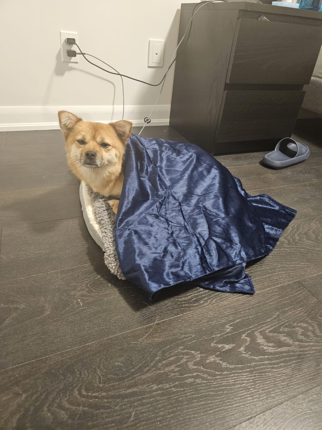 [해외입양] 캐나다 토론토에서 가족을 만난 '달님이'