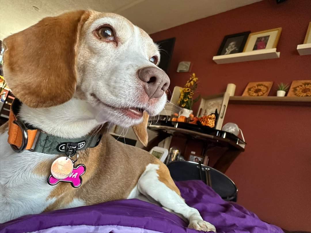 [해외입양] 캐나다 밴쿠버에서 가족을 만난 '미나'