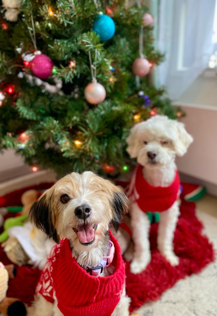 [해외입양] 캐나다 밴쿠버에서 가족을 만난 '다정이'