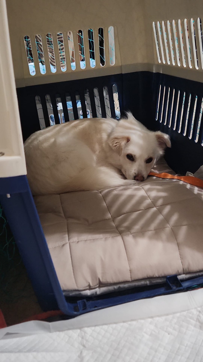 [해외입양] 캐나다 밴쿠버에서 가족을 만난 '금자'