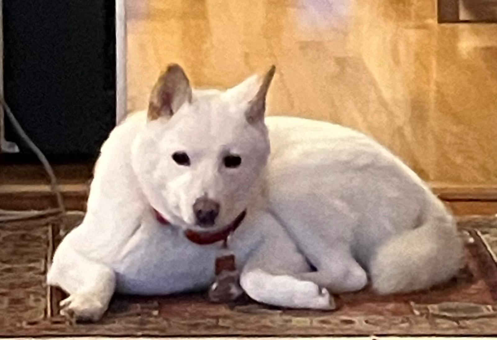 [해외입양] 캐나다에서 가족을 만난 '크림이'