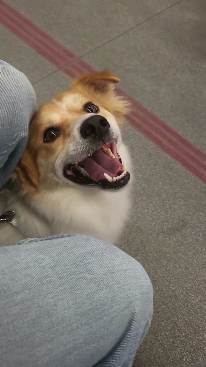 [해외입양] 캐나다 토론토에서 가족을 만난 '쵸코미'