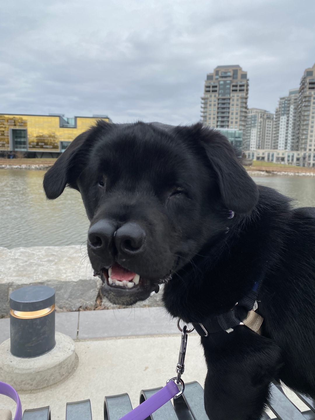 [해외입양] 캐나다 토론토에서 가족을 만난 '벤지'