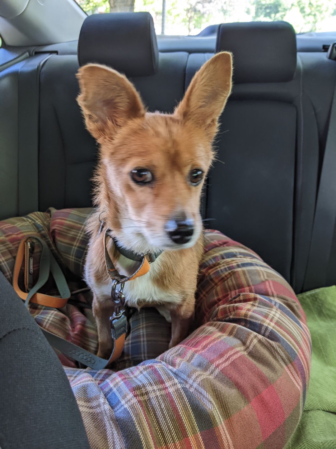 [해외입양] 캐나다 밴쿠버에서 가족을 만난 '나영이'