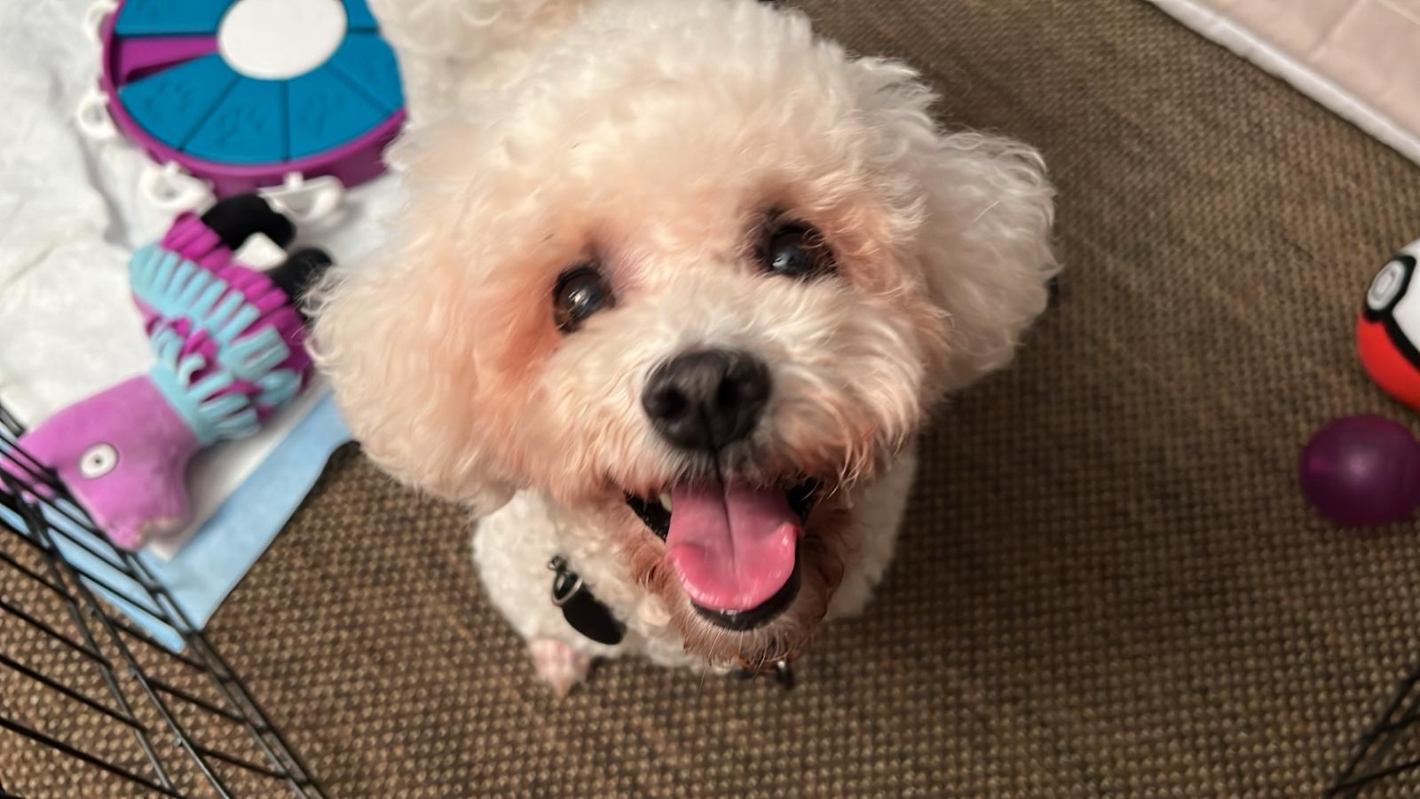 [해외입양] 캐나다 밴쿠버에서 가족을 만난 '몽글이'