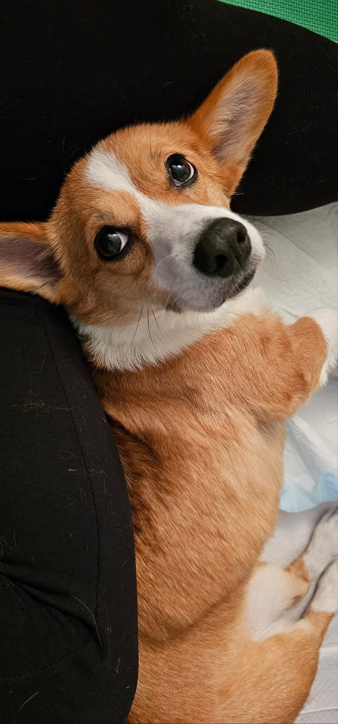 [해외입양] 캐나다 토론토에서 가족을 만난 '여코'