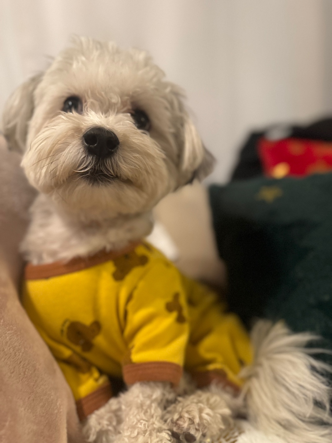 [해외입양] 캐나다 토론토에서 가족을 만난 '함덕이'