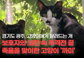 [동물 학대] 경기 광주, 보호자의 외면 속 추격전 끝에 죽은 고양이 ‘까미’