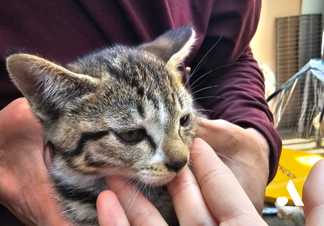 [쓰담쓰담] 형제는 모두 죽고  혼자 살아남은 토리