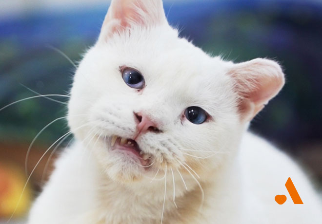 생사의 기로에 섰던 소복이가 온캣에 입주했습니다. 🏠