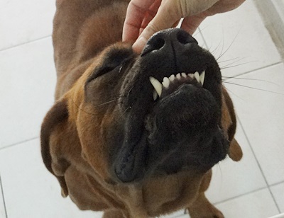 갑또리,차돌이, 랭이, 메리, 촬스...그리고 스페셜게스트 도사견 쵸코 소식 ^^ 