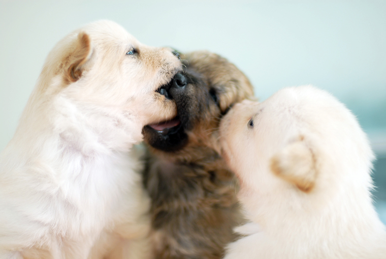 꼬물이 아기 강아지들과 정이가족 그리고 귀족견(?) 짜우