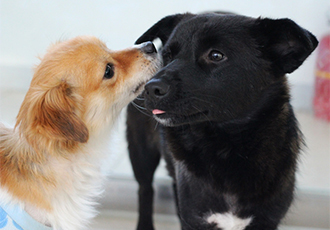 센터의 새내기 가온이와 반도 소식입니다^^