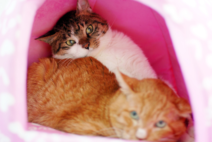 센터의 새로운 식구가된 토르와 랑이....그리고 향숙이