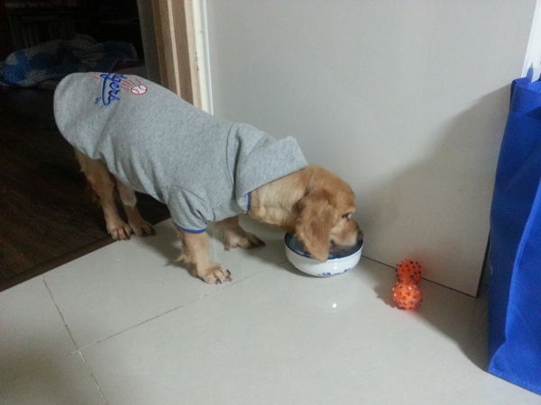 노견 강산이가 평생 가족을 만났습니다...^^