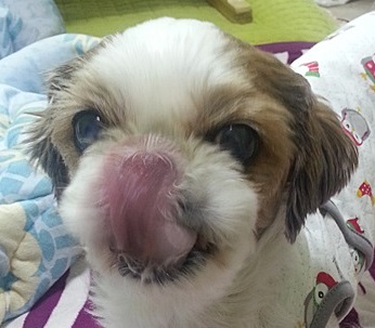 랭이의 놀라운 혀길이 ~~~