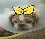 감자의 일기 