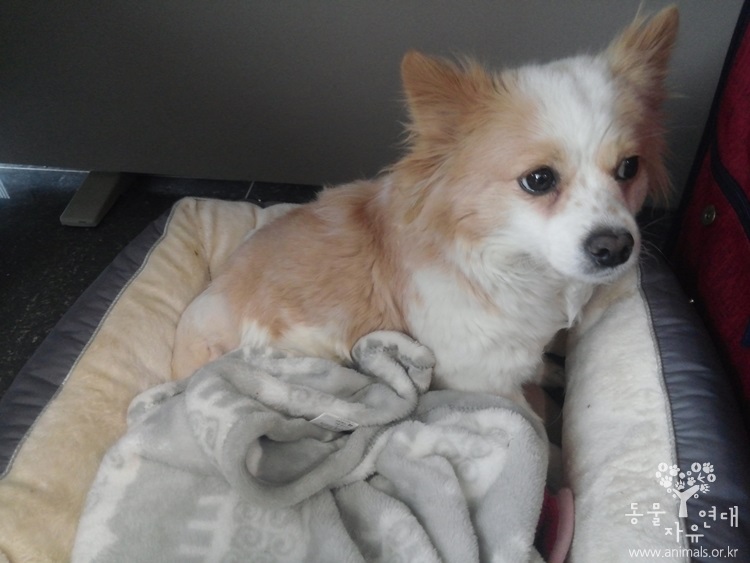 뼈가돌출된 상태에서 구조되었던 설희