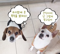 [Makeover Dog] 3탄. 핑크의 변신