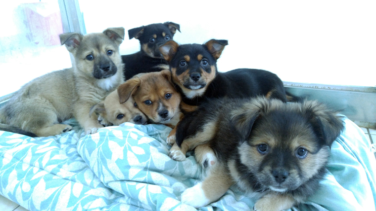 반려동물 복지센터의 활력소 꼬꼬마 아가들....