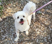 꽃잎 흩날리는 남양주의 봄~ 요런 날은 개미산!