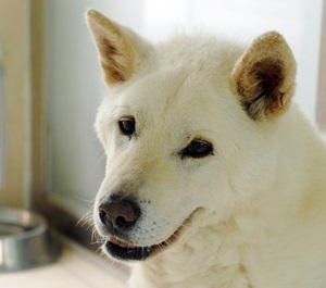 동물자유연대의 큰 별 백구가 눈을 감았습니다.. 