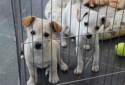 방치로 인해 구루병에 걸린 월이와 회충이 가득한 산이