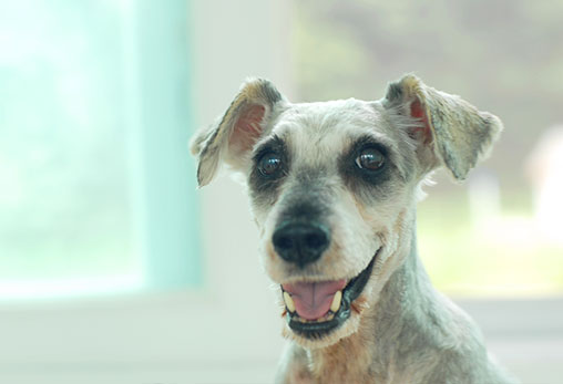 12년을 함께 한 주디를 떠나 보냅니다.. 함께 명복을 빌어 주세요. 