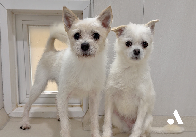 [온센터 2025 연말결산] 가장 밥 잘 먹은 보령 번식장 구조견 롱푸와 데이즈!