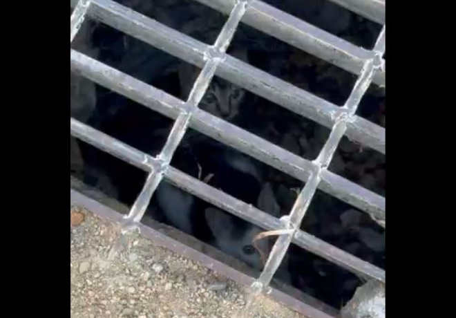 [동물 구조] 세종시, 배수구에 고립된 새끼 고양이들 