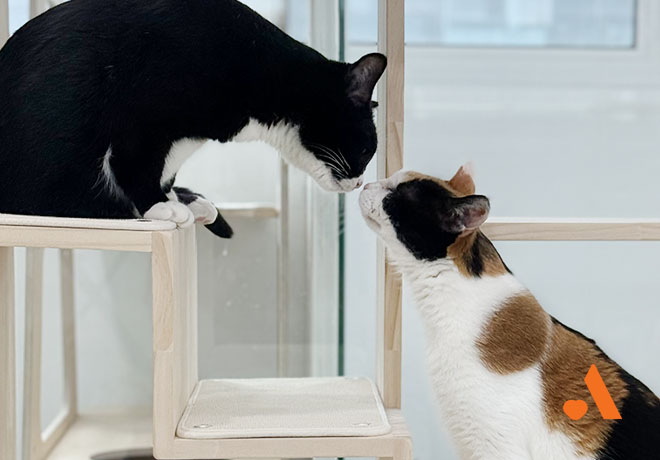 [봉사] 온캣에서 함께해요! 1월 정기봉사 모집🧡