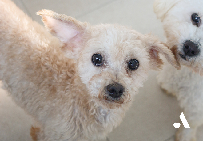 [동물미용학원 구조견] 천천히 세상을 배우는 푸키 