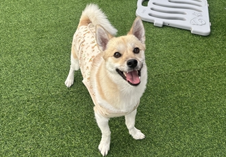 [D26-02관외] 평생을 함께할 가족을 찾는 '두유'