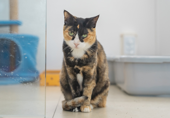 행복을 찾아가는 ‘해피’