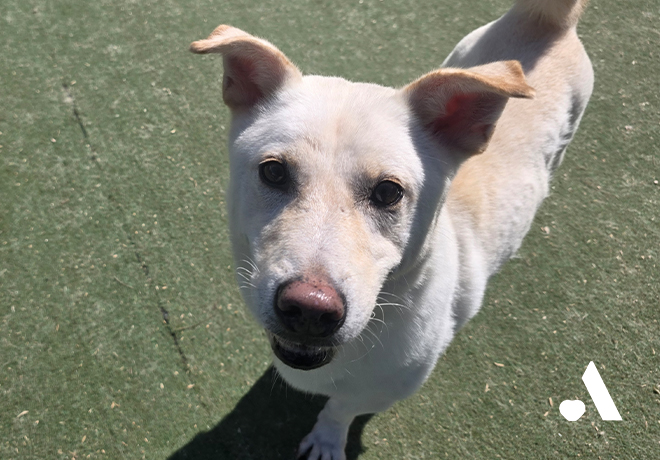 🧡 위탁보호소에서 지내고 있는 통영 개농장 구조견 친구들 소식 전합니다!