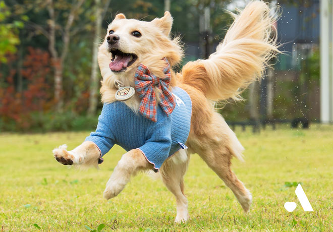 [온캣에 놀러오개] 뛰어놀기 좋은 계절! 온캣으로 모여라🐾