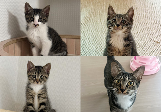 [C25-27 관외] 가족을 기다리는 '룽지'와 '도도', '토토', '리리'