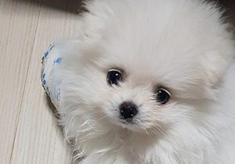 ’30만원짜리’ 개, 병원비 아까워 안락사 한다고요?