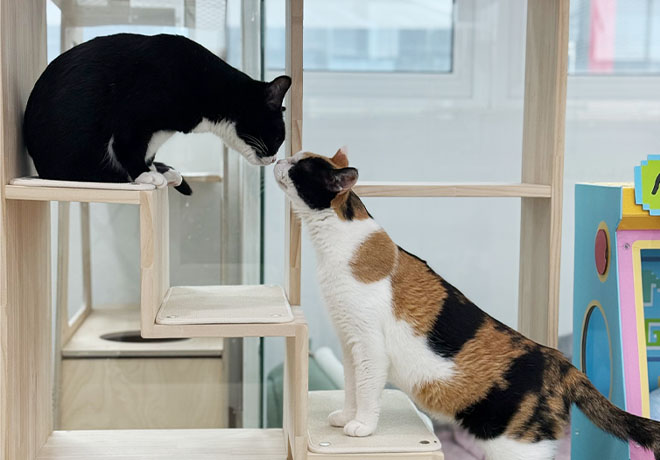 장애묘의 편안한 생활을 위한 스마일게이트 희망스튜디오의 후원