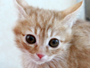 [D14-74관]어미에게 버림 받은 아기냥이 앵두