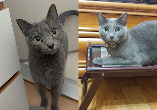 [C25-35 관외] 새로운 가족을 찾는 '알콩이', '달콩이'