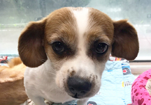 활동가가 그린 기린 그림 시리즈 2탄!