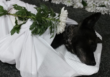 블레니가 반짝이는 작은 별이 되었습니다.