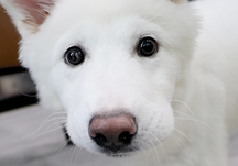 주차장에서 기립을 못 하는 상태로 발견된 '마루'가 9월 26일 센터로 입소하였습니다.