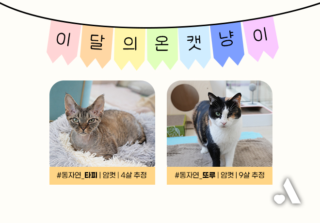 2026년 1월, 이달의 온캣 냥이를 소개합니다! ✨️🐱💖