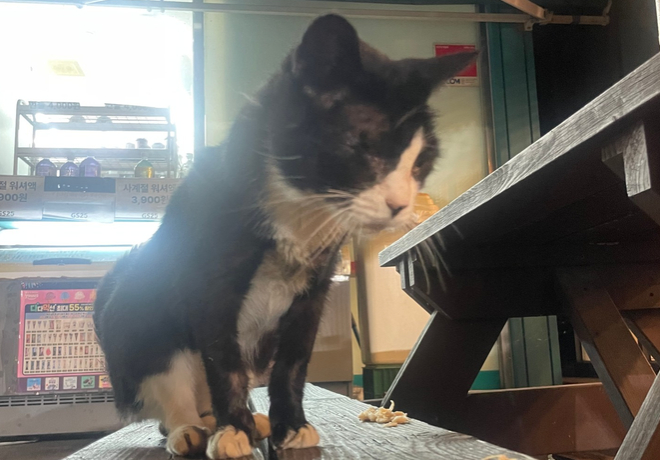 [쓰담쓰담] 버림 받은 곳을 떠나지 못한 레오