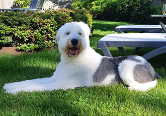 [해외입양] 수영학교에서 첫 수업 받고 온 밀크