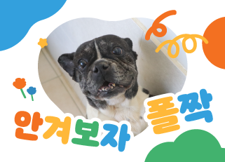 [입양행사] 안겨보자, 폴짝!