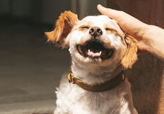 [동자연 지원단체 소개 2탄] 동물자유연대가 지원하는 보호소는 지금?! 2️⃣ 인천 산수의천사들
